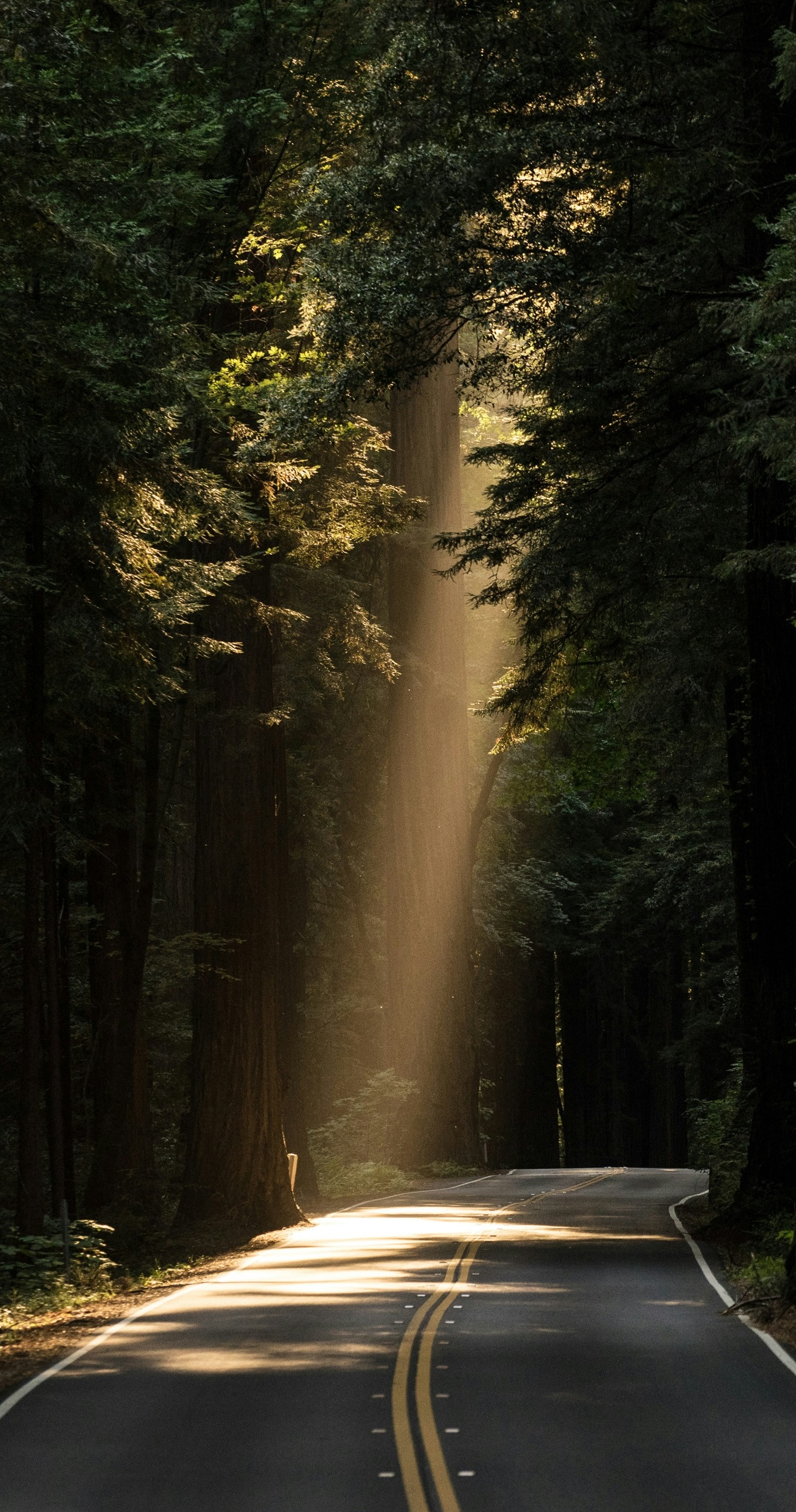 A winding road meanders through a misty, dense forest, with rays of light piercing through the canopy of towering trees.